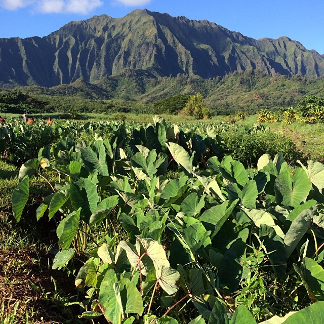 Lucky we live Hawaii!