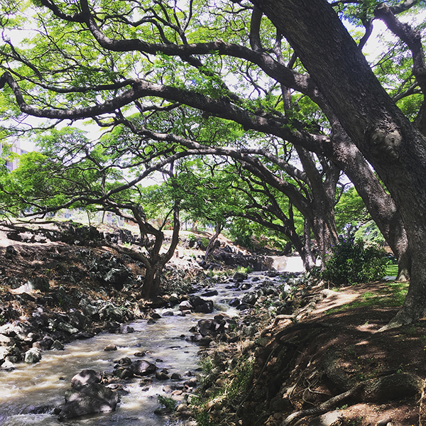Had fun ? today picking up litter and putting native plants in the soil at Lili’uokalani Botanical Garden with @kphawaii! And since the garden is in my neighborhood, I can walk by regularly to check on the ‘uki ‘uki we planted.?