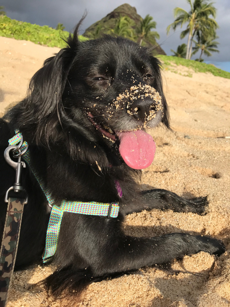 Thrivin' at Maili Beach with my friend Ollie.